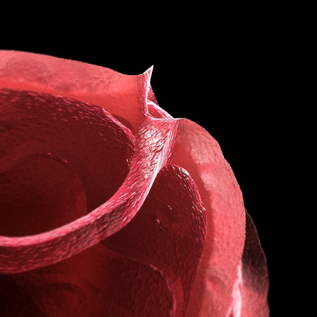Microbes Micro Organisms 3D Model - TurboSquid 1626121