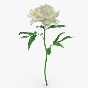 Peony White
