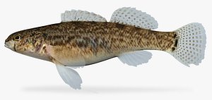 etheostoma crossopterum fringed darter 3d model