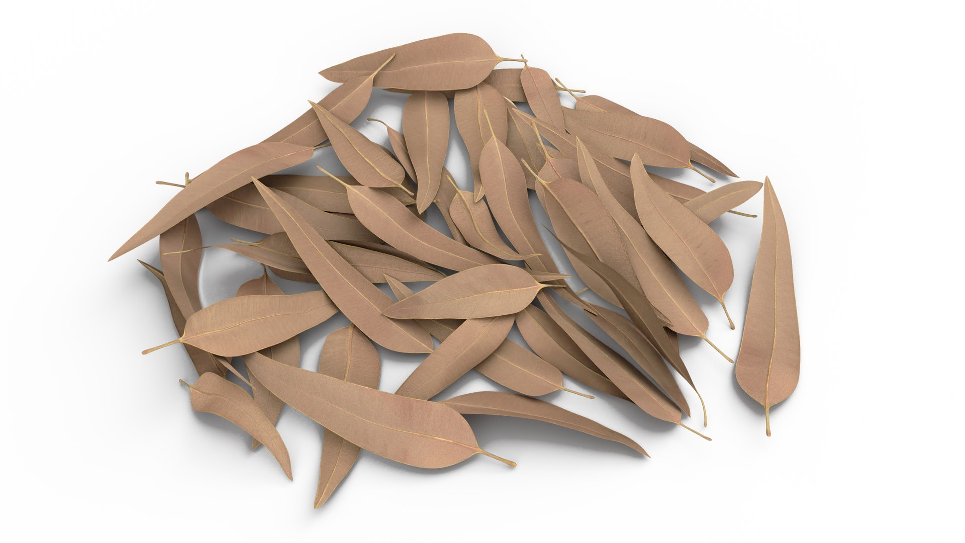 Heap of Dry Eucalyptus Leaves 3D model preview
