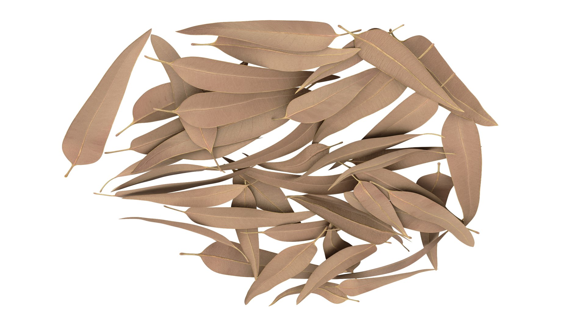 Heap Of Dry Eucalyptus Leaves 3D Model TurboSquid 2052309