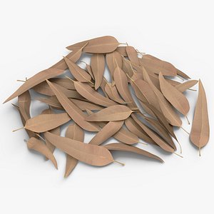 Heap of Dry Eucalyptus Leaves