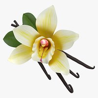 Prop 07 Vanilla Flowers and Beans