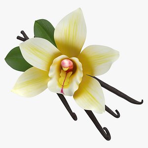 Prop 07 Vanilla Flowers and Beans