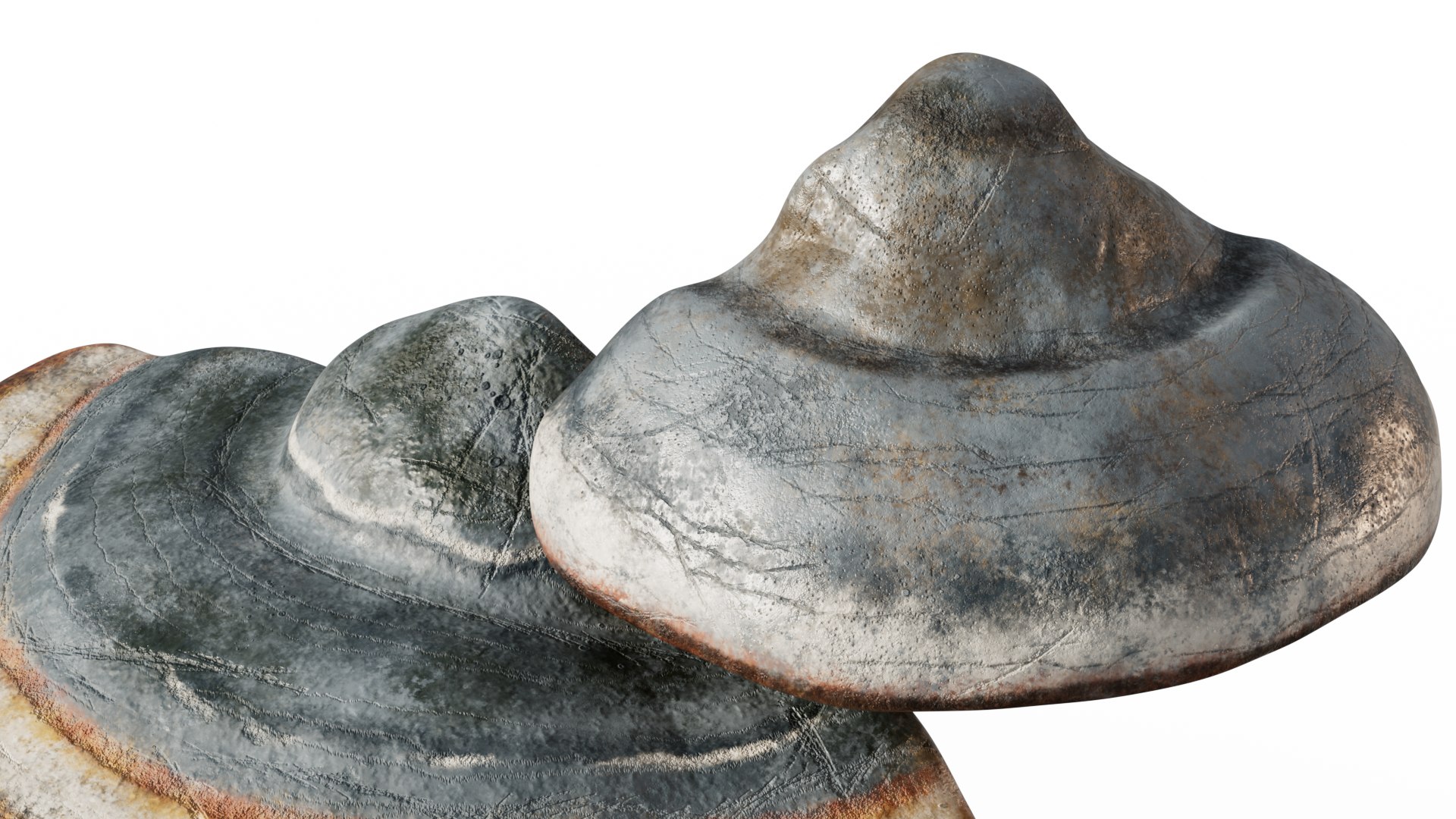 3D model Hoof Fungus https://p.turbosquid.com/ts-thumb/uy/6JeLzj/5G/chg_4/png/1699804293/1920x1080/fit_q87/a4f00f6f555a0f80f76c0bbb681a9c8c5f55f205/chg_4.jpg