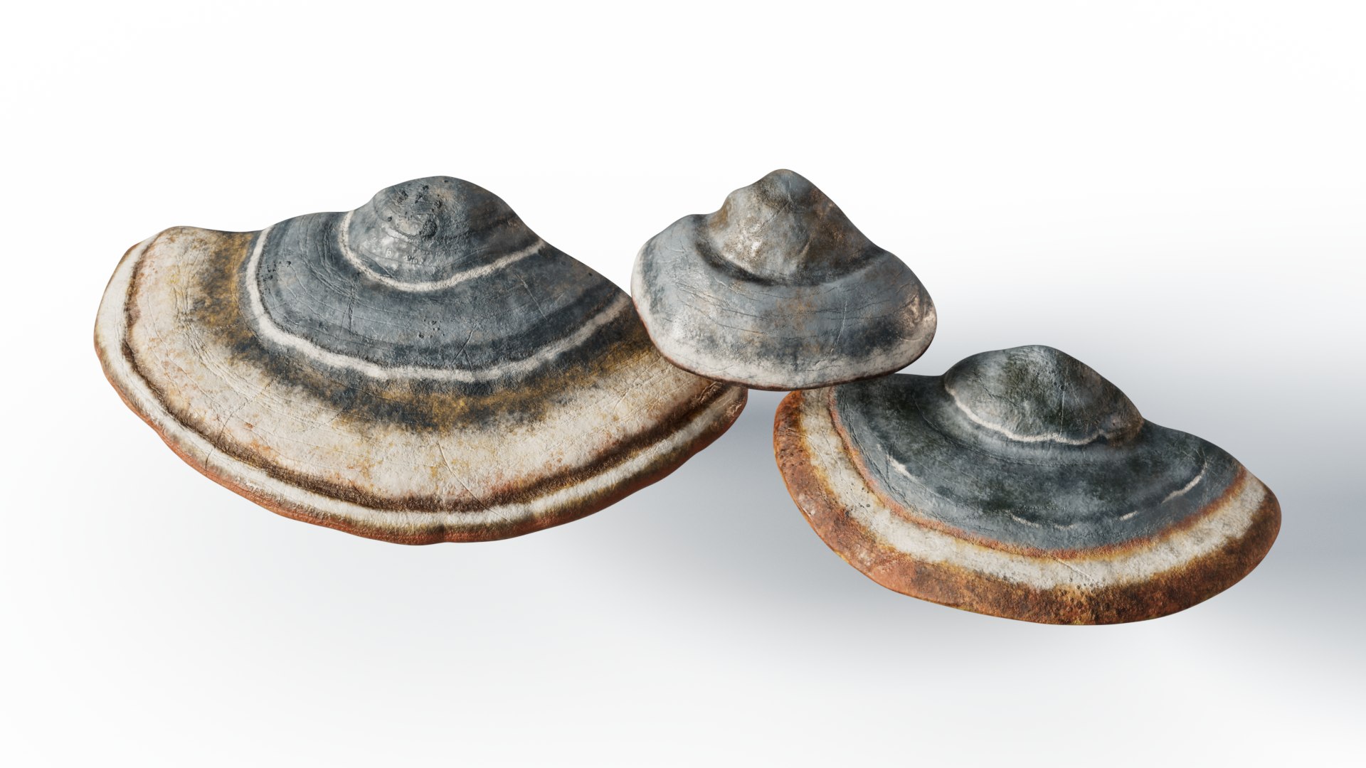 3D model Hoof Fungus https://p.turbosquid.com/ts-thumb/uy/6JeLzj/ZJ/chg_8/png/1699804249/1920x1080/fit_q87/3e9a238ddb83c86b48370a1d4a1eeac1eea62adc/chg_8.jpg