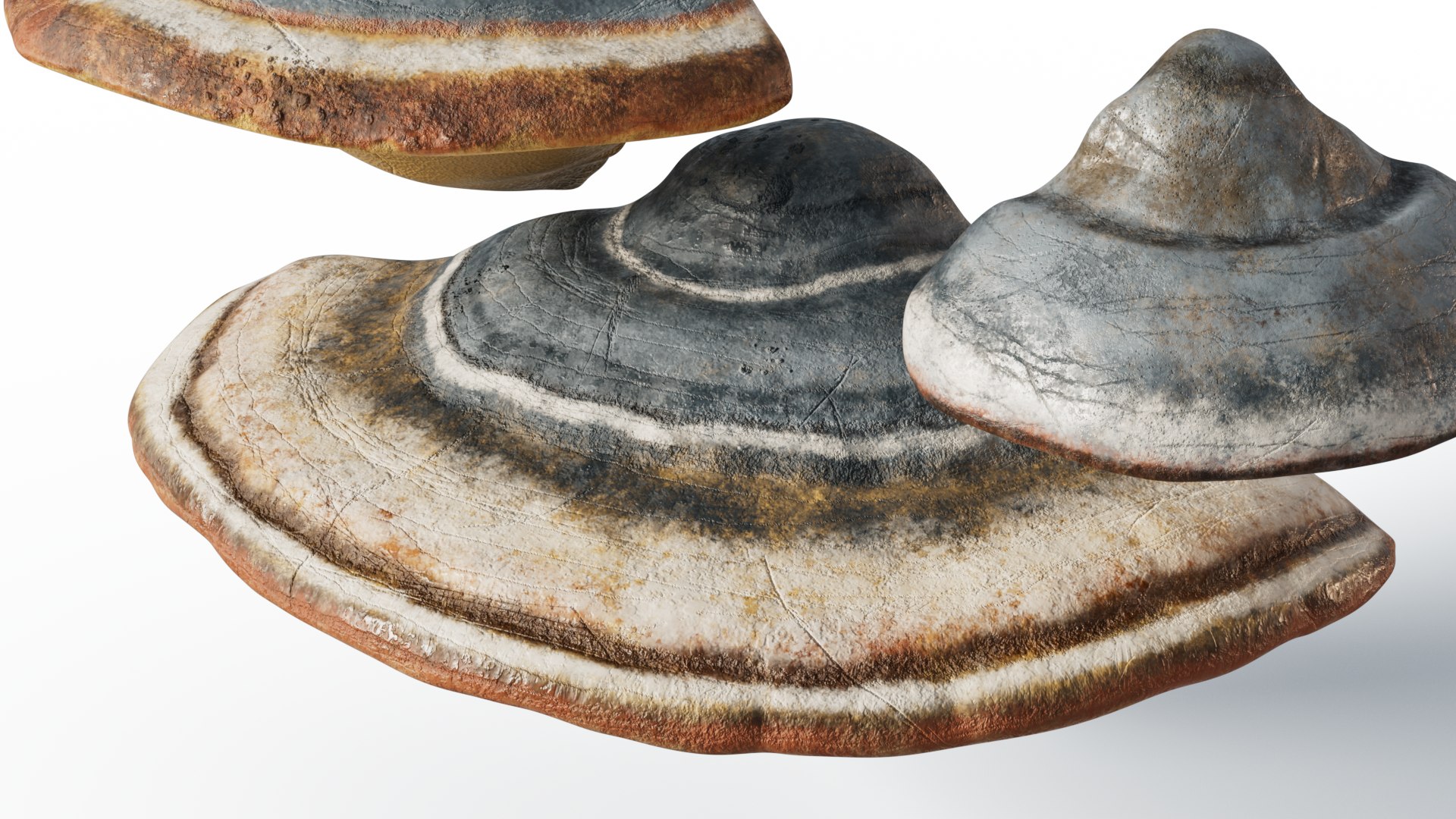 3D model Hoof Fungus https://p.turbosquid.com/ts-thumb/uy/6JeLzj/iW/chg_6/png/1699804298/1920x1080/fit_q87/44c9637a8aa62217849e3a02b7243e6f730d313a/chg_6.jpg