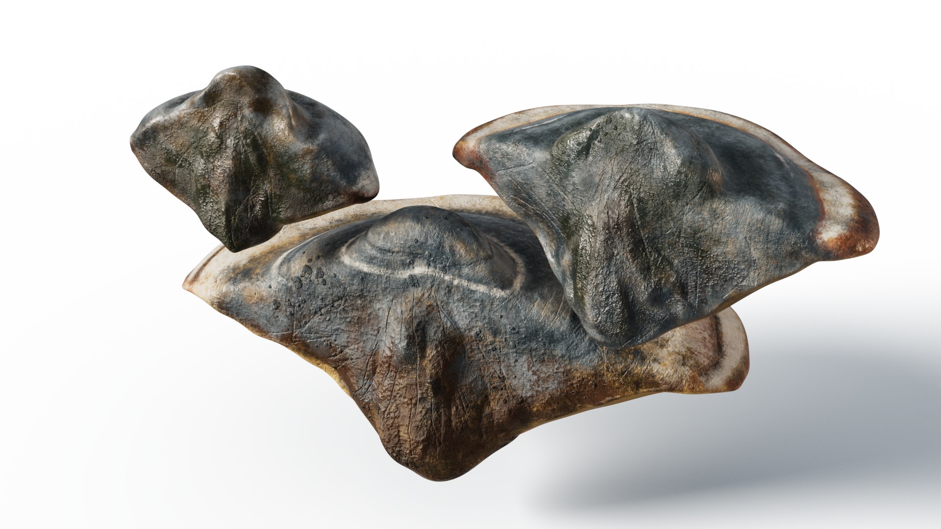 3D model Hoof Fungus https://p.turbosquid.com/ts-thumb/uy/6JeLzj/jm/chg_7/png/1699804274/1920x1080/fit_q87/e31b1291f221d11db7ec0647d1eeb2806b2e7e8e/chg_7.jpg