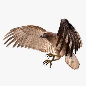 Hawk RIGGED 3D model