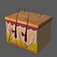 Skin Anatomy