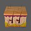 Skin Anatomy