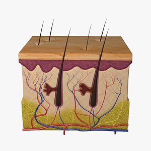 Skin Anatomy