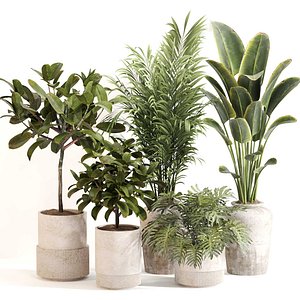 Indoor Plant Set 0111corona2015