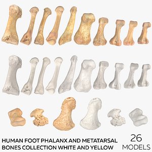 Human Foot Phalanx and Metatarsal Bones  Collection White and Yellow - 26 models