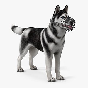 Siberian Husky Black and White with Muzzle