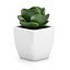 Small Plant White Pot