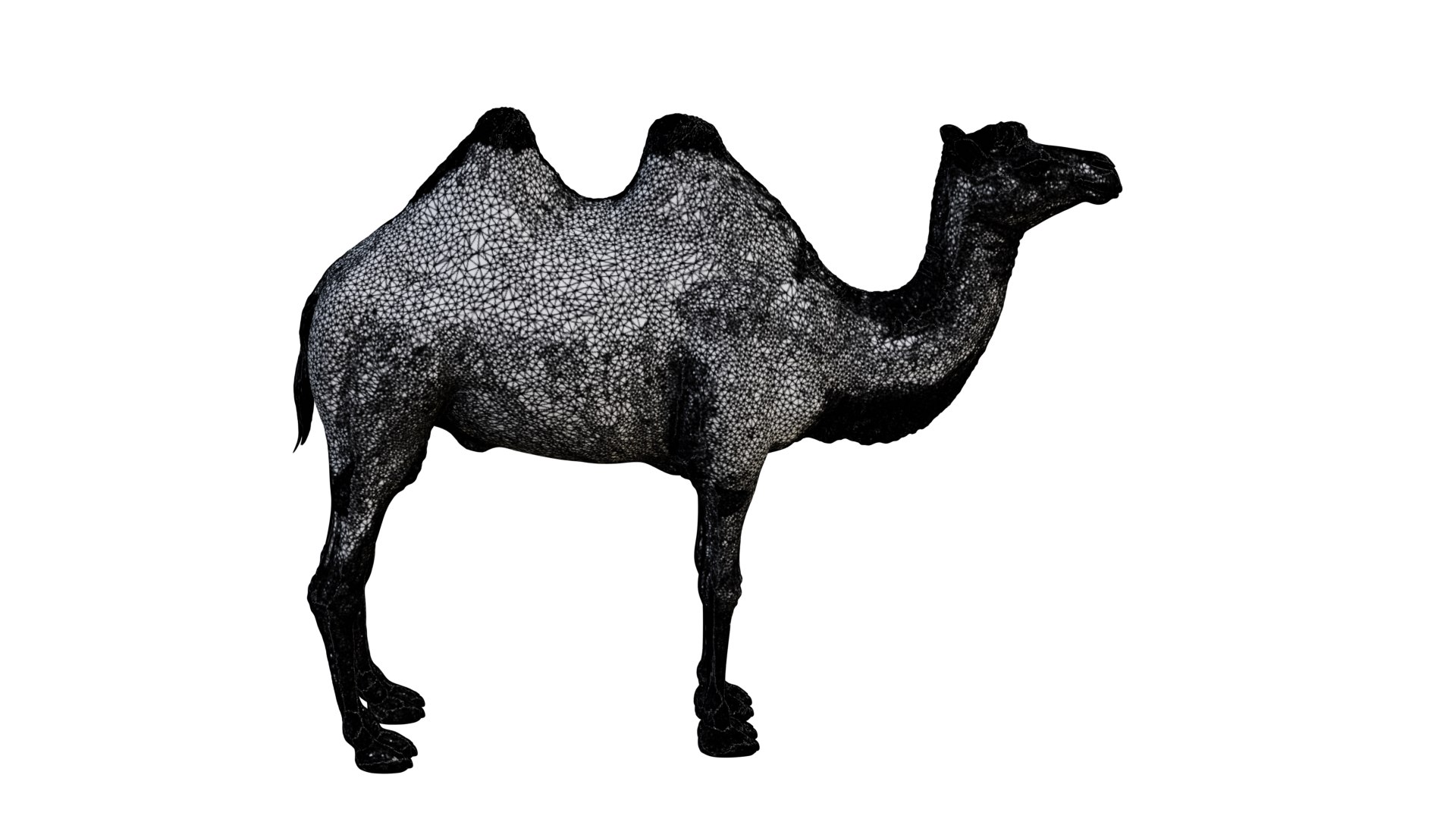 camel model https://p.turbosquid.com/ts-thumb/uy/NSQLrP/iJ/wire2/png/1627400812/1920x1080/fit_q87/e3aa49f8e79a3750c1719bff7f51d633f7c1f1e4/wire2.jpg