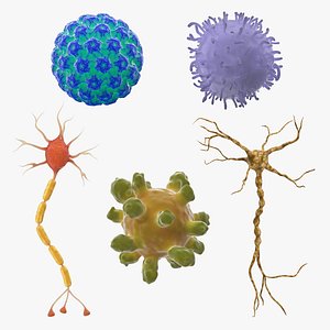 Microscopic Anatomy Collection 2