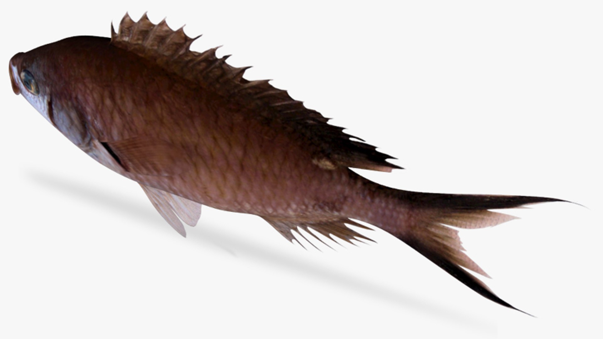 3d Model Scissortail Chromis
