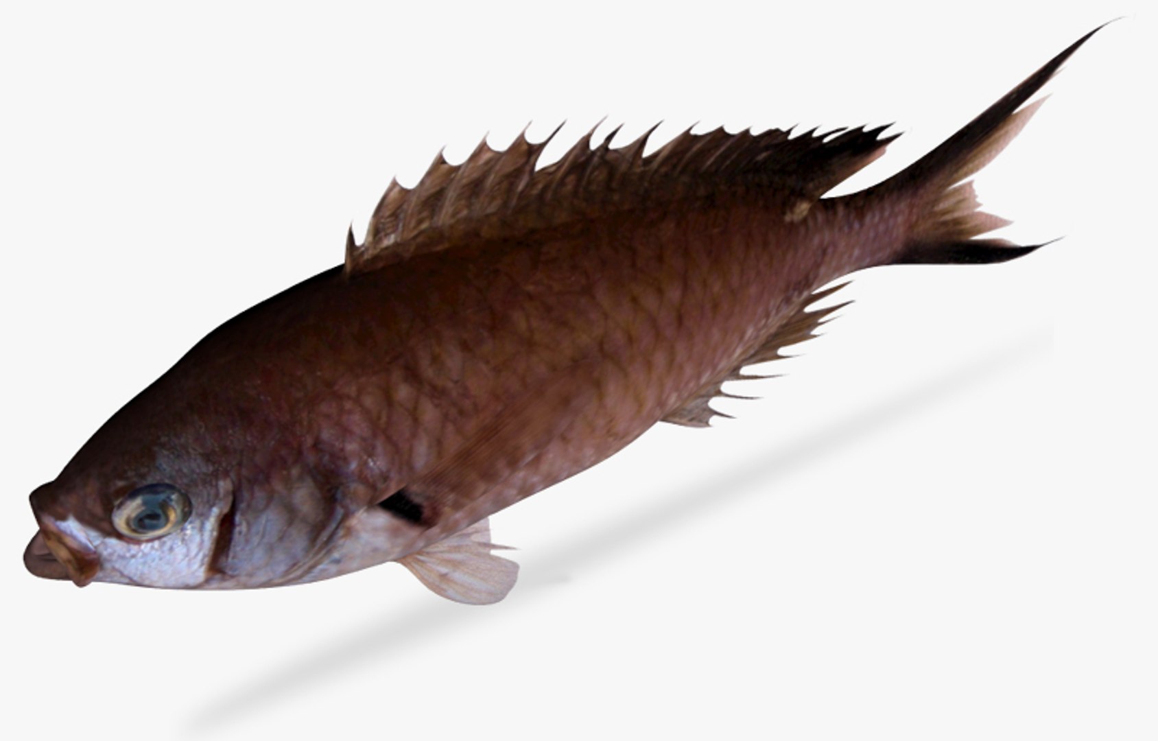 3d Model Scissortail Chromis