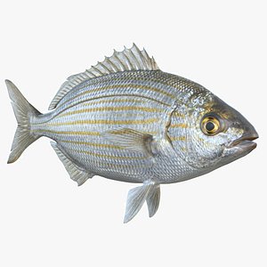 Saupe Sarpa Fish