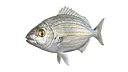 Saupe Sarpa Fish