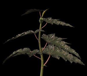 3d plant petals stem