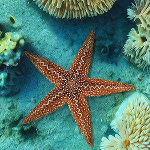 3D Starfish Marine Creature Model model