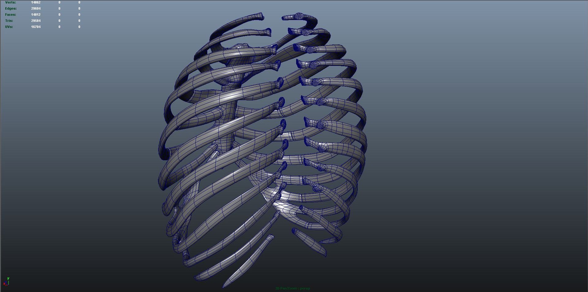 Ribcage Anatomy Obj