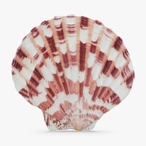 Argopecten Gibbus 3D