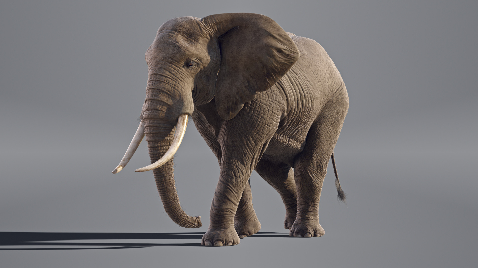 Elephant African Animated model https://p.turbosquid.com/ts-thumb/uy/wEFKTf/1M/elephant_walk/jpg/1669474876/1920x1080/turn_fit_q99/c0563821bf0fb19158bd16acda64b6bcca6845a1/elephant_walk-1.jpg