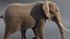 Elephant African Animated
