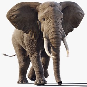 Elephant African Animated model