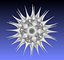 diatom