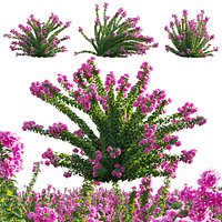 Bougainvillea - Paper Flower 01 - GrowFX