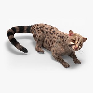 Asian Palm Civet Musang Spotted Coat Brown Fur Rigged 3D