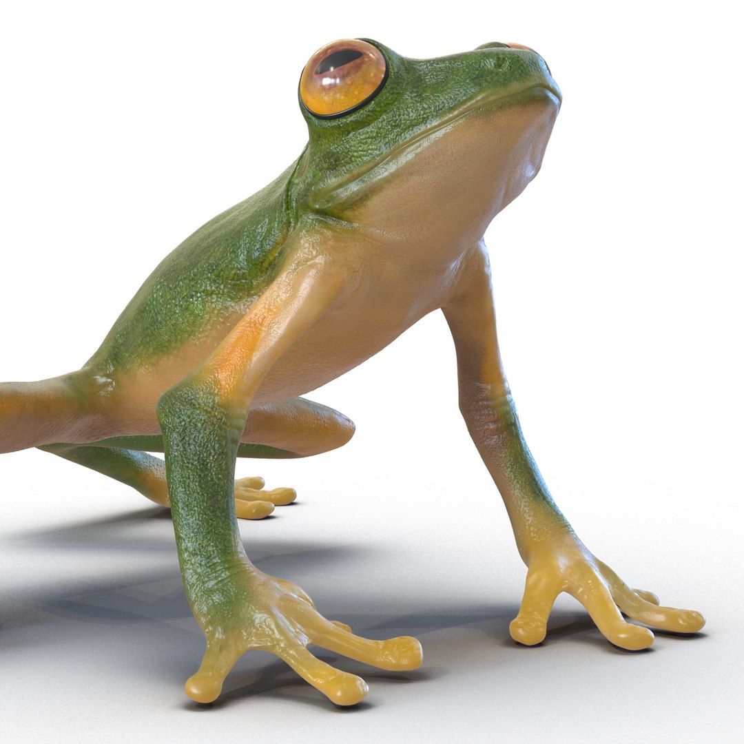 Tree Frog Pose 3 3d Max