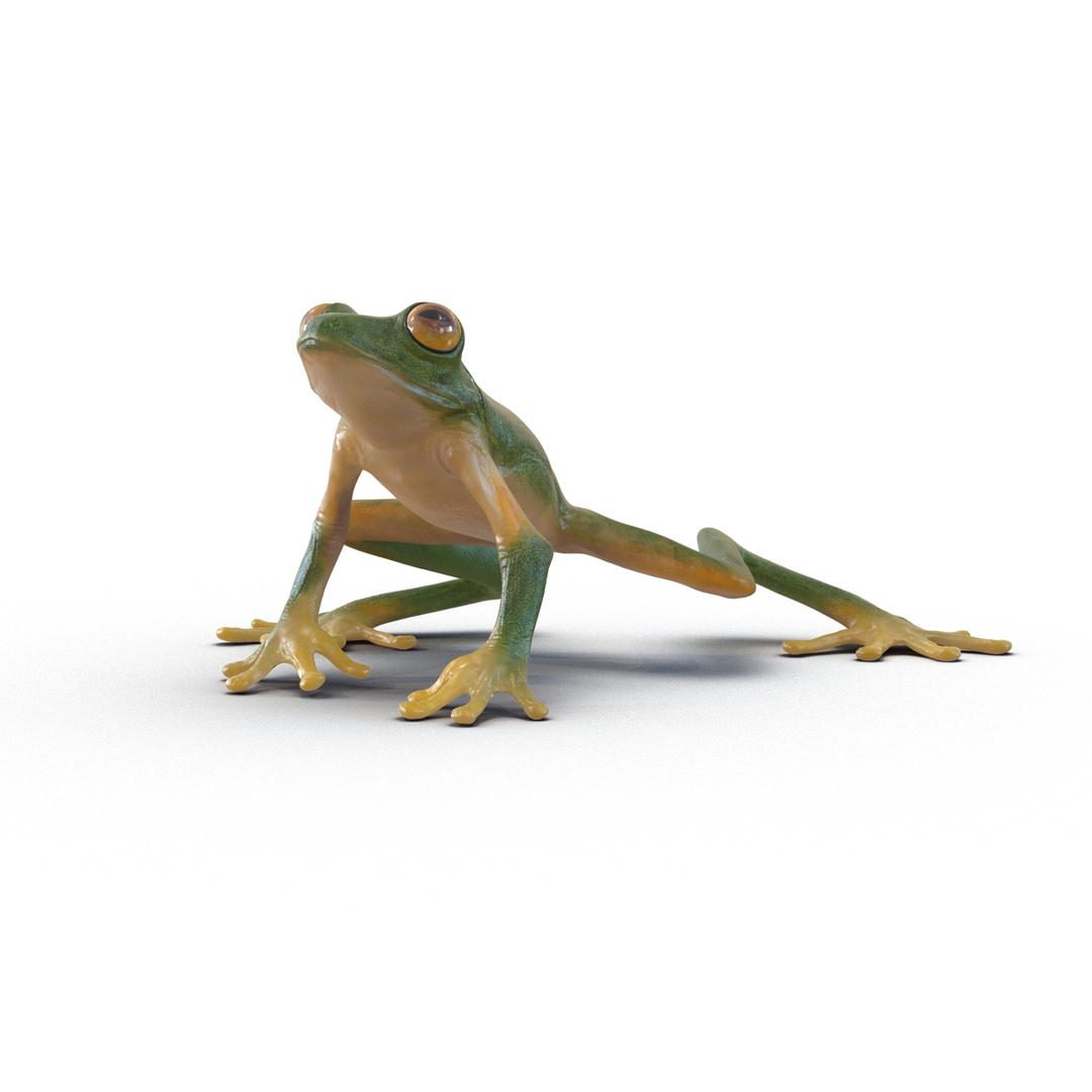 Tree Frog Pose 3 3d Max