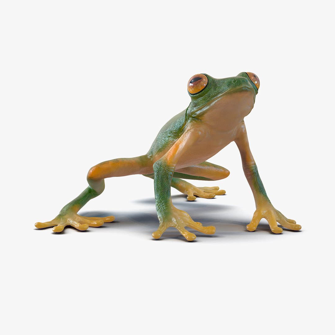 Tree Frog Pose 3 3D Model 3D model preview