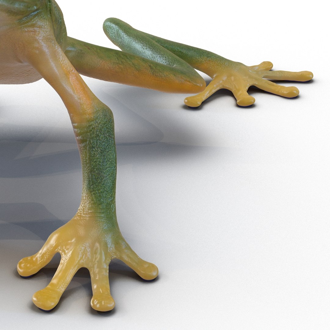 Tree Frog Pose 3 3d Max