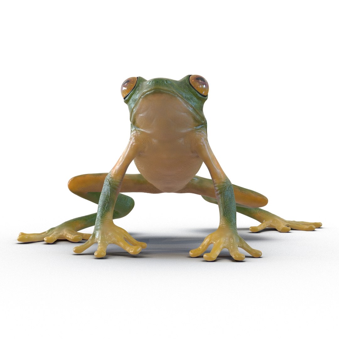 Tree Frog Pose 3 3d Max