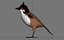 Red Whisker Bird Maya Rig