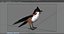 Red Whisker Bird Maya Rig