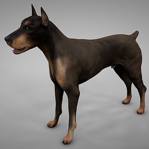 Doberman Rigged L622