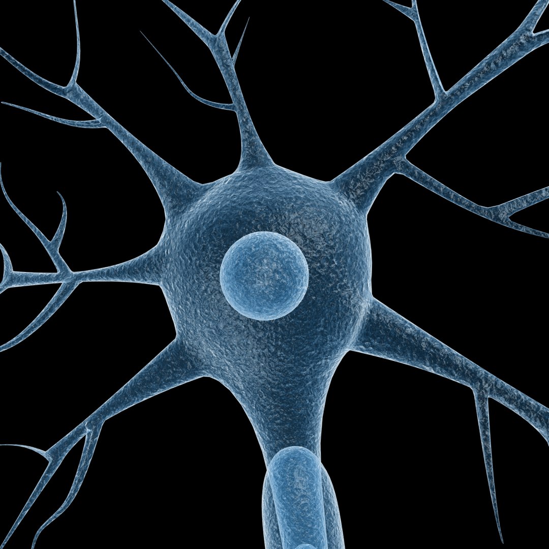 3d neuron model https://p.turbosquid.com/ts-thumb/uz/M6LNkW/3usbXzZl/08/jpg/1444916541/1920x1080/fit_q87/f56e01298d14a7d08da64c27b540701170510111/08.jpg