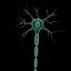 Neuron