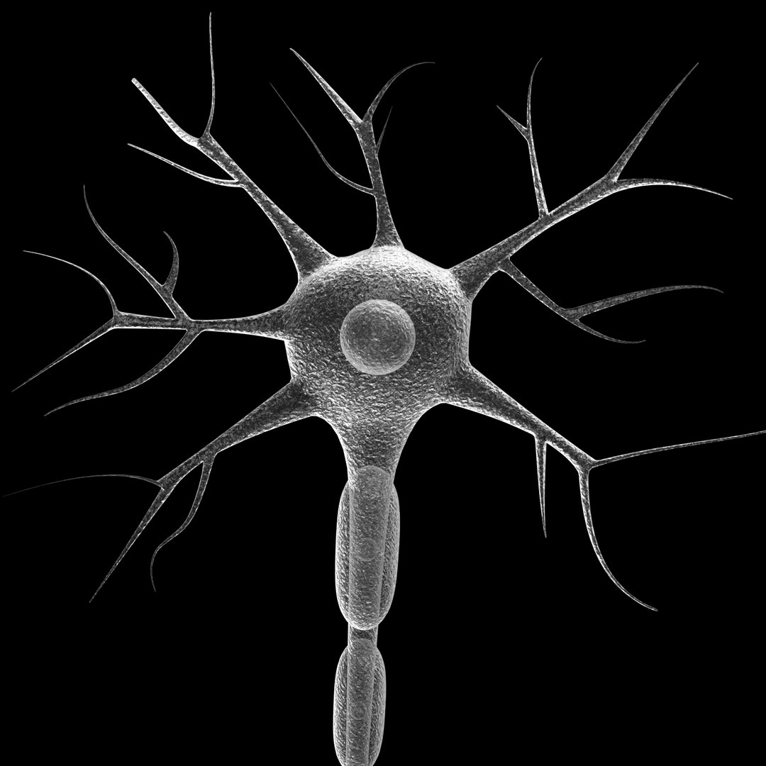 3d neuron model https://p.turbosquid.com/ts-thumb/uz/M6LNkW/ZnEe3lsO/03/jpg/1444916541/1920x1080/fit_q87/9aa0b8c6ef2276ae7c6568e20f66ea1422067fee/03.jpg