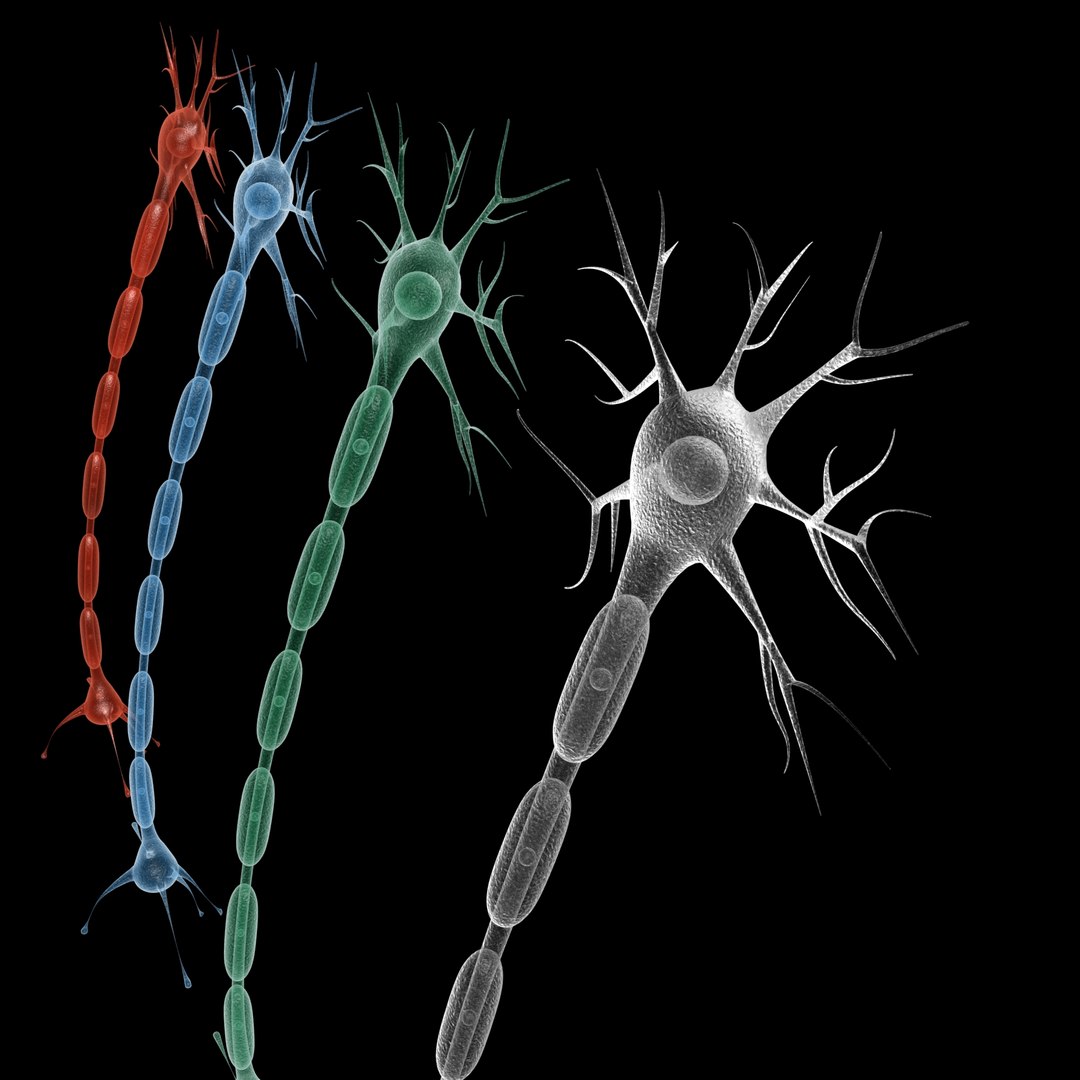 3d neuron model https://p.turbosquid.com/ts-thumb/uz/M6LNkW/m9r2l0EE/2ndimage/jpg/1444916541/1920x1080/fit_q87/6cd0d76c1fff4ddae4675ac11ed5101eda744a74/2ndimage.jpg