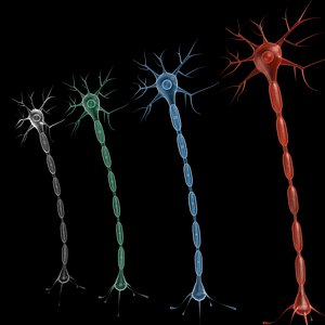 3d neuron model