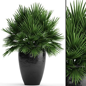 3D chamaerops palm